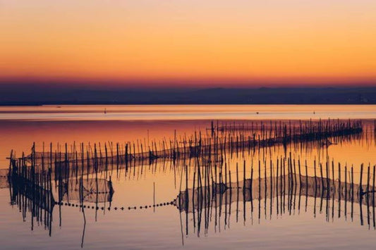 EXCURSIÓN ALBUFERA DE VALENCIA