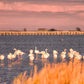 EXCURSIÓN DELTA DEL EBRO