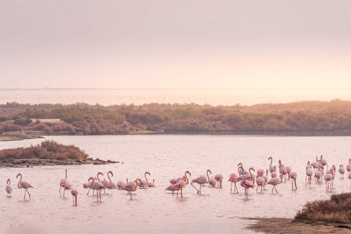 EXCURSIÓN DELTA DEL EBRO
