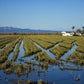 EXCURSIÓN DELTA DEL EBRO