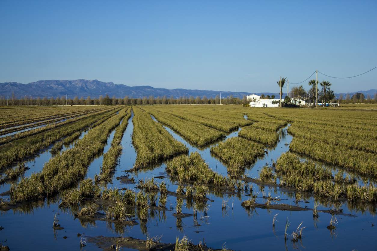 EXCURSIÓN DELTA DEL EBRO
