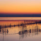 EXCURSIÓN ALBUFERA DE VALENCIA