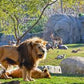 EXCURSIÓN BIOPARC