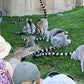 EXCURSIÓN BIOPARC
