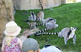EXCURSIÓN BIOPARC