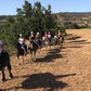 MONTAR A CABALLO EN LA NATURALEZA