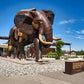 EXCURSIÓN BIOPARC