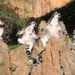 EXCURSIÓN BIOPARC