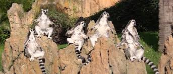 EXCURSIÓN BIOPARC