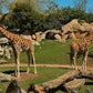 EXCURSIÓN BIOPARC