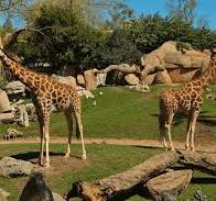 EXCURSIÓN BIOPARC